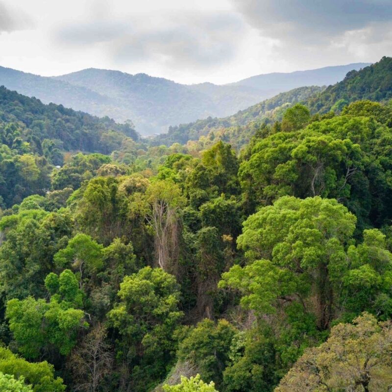 Earth Heart artikel Bloom Ton van der Kroon Anne Wislez 3