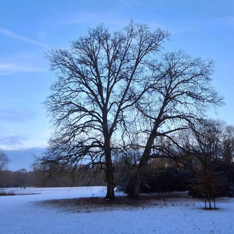 Orion Artikel Bloom1