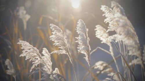 2 april 2026 Wat wil de Volle Maan in Weegschaal jou laten zien over je relaties header artikel Bloom