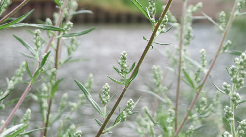 Bijvoet Artmesia Vulgaris kruid van juli Bloom web