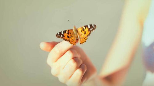 Bouwen aan vertrouwen Bloom web