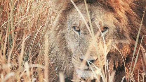 Column Sofie Big hairy audacious goal Bloom web