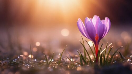 Een rustige sfeer creëren in de tuin