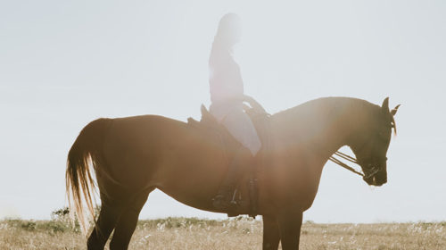Geheimen paardenfluisteraar Bloom web