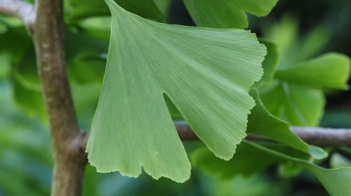 Ginkgo Biloba Japanse Notenboom Kruid van de Maand Bloom web