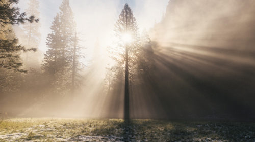 In de spirituele spotlight philippe geubels bloom web