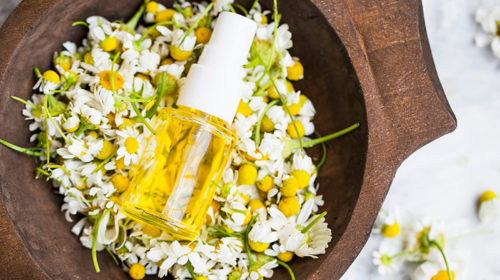 Kamille bloem herbologie Bloom web