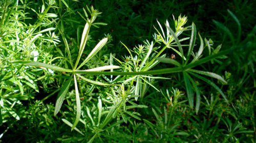 Kruid van de maand Kleefkruid Bloom web