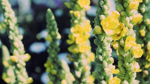 Kruid van de maand februari Toorts Bloom web