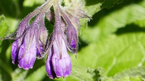 Kruid van de maand januari smeerwortel Bloom web