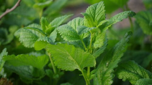 Kruid van de maand juni Pepermunt Mentha piperita Bloom web
