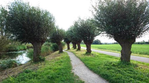Kruid van de maand knot wilg juli Bloom web