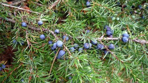 Kruid van de maand november jeneverbes Bloom web