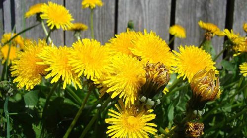 Kruid van de maand paardenbloem Bloom web