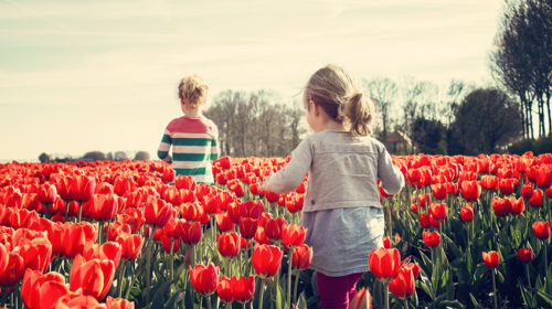 Lente vruchtbare tijd bloom web
