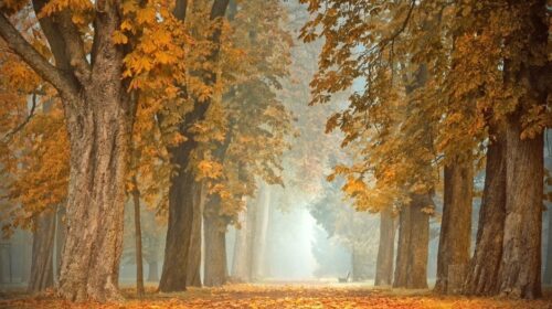 Luisteren naar je lichaam in de herfst en de kunst van herstel Bloom Web