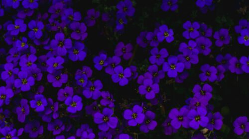 Maaike Kerstens Kleur indigo Artikel Bloom