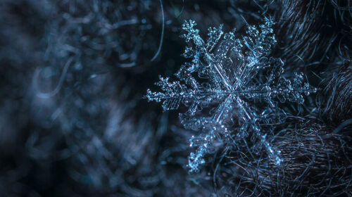 Midwinter wicca winterwende Bloom web