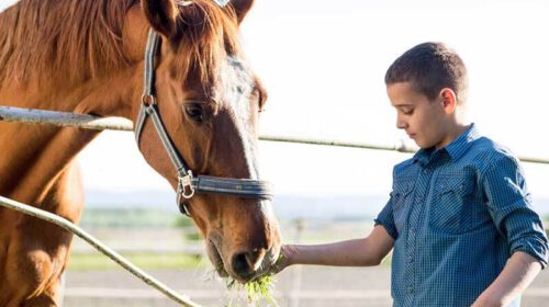Paardencoaching Bloom Web