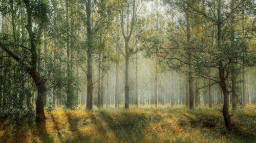 Rust natuur wandeling