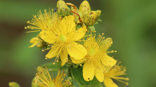 Sint Janskruid Hypericum perforate kruid van augustus Bloom web