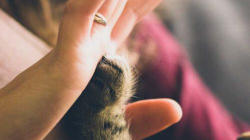 Wat als jij zelf dierentolk, medium en healer zou worden, Inge Stockmans (Corazon Healing Center)