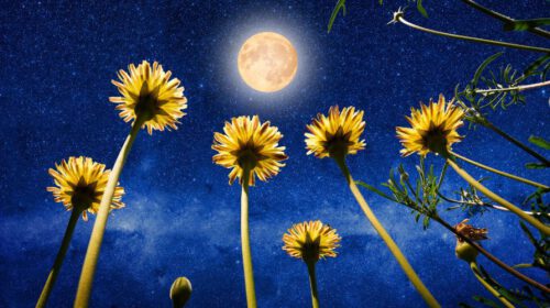 Volle Maan in Maagd header artikel Bloom