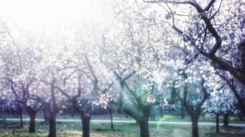 Zeven stralen persoonlijkheid Bloom web