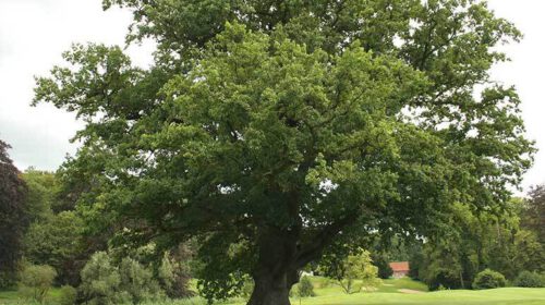 Zomereik Quercus robur Kruid van de maand mei 2020 Bloom web