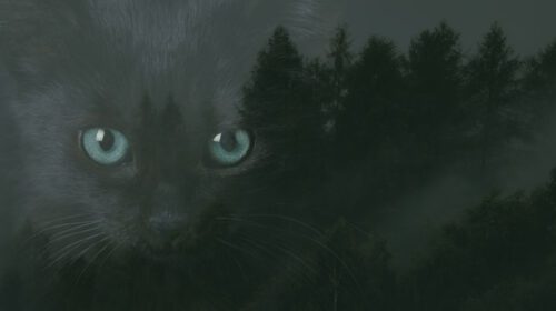 Zwarte katten en bijgeloof Halloween header artikel Bloom