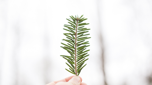 Artikel Dennenboom Kerstmis Bloom Web