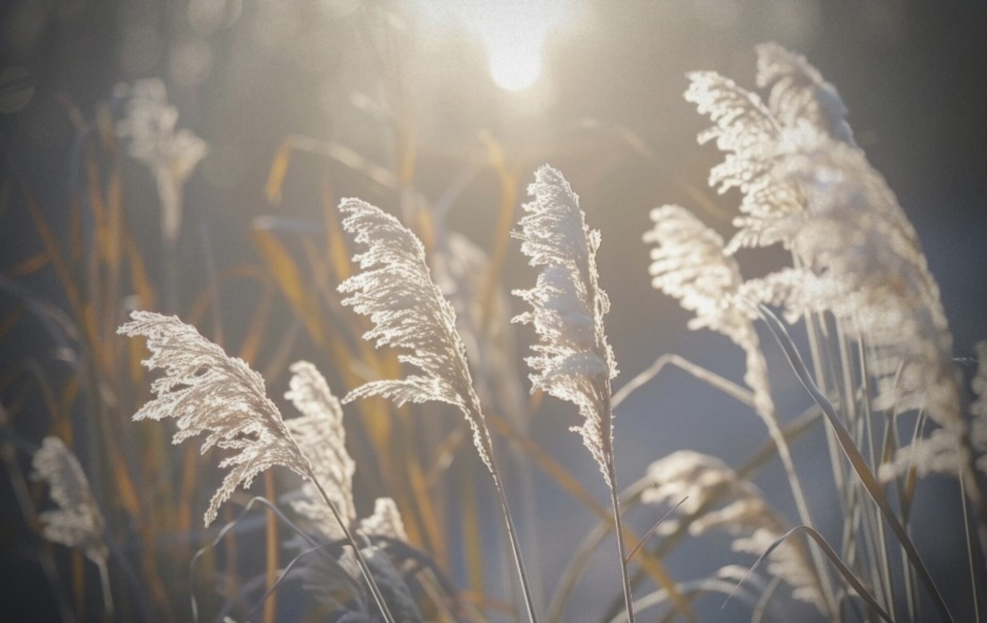 2 april 2026 • Wat wil de Volle Maan in Weegschaal jou laten zien over je relaties?