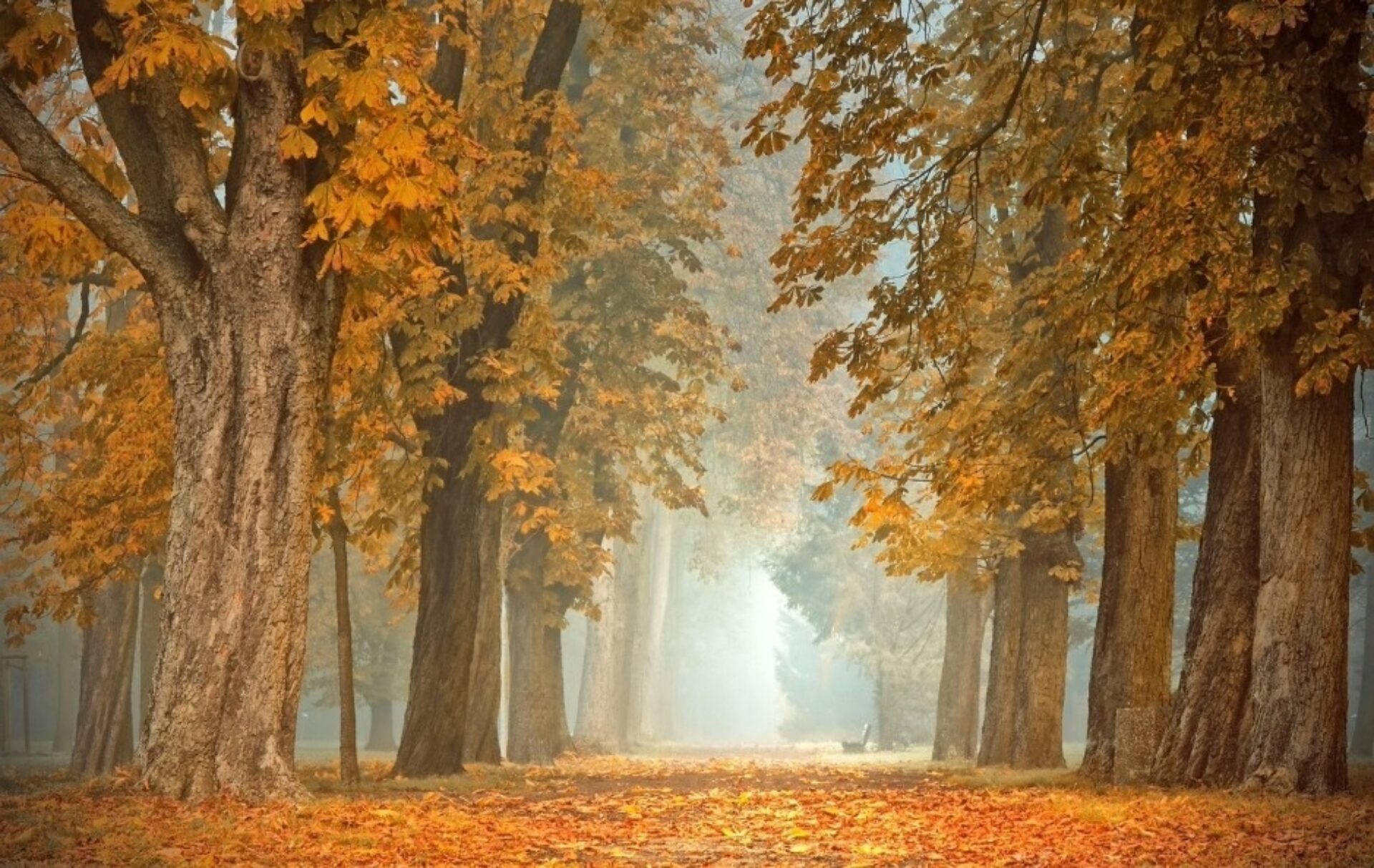 Luisteren naar je lichaam in de herfst en de kunst van herstel