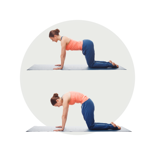Cat cow pose yoga artikel bloom