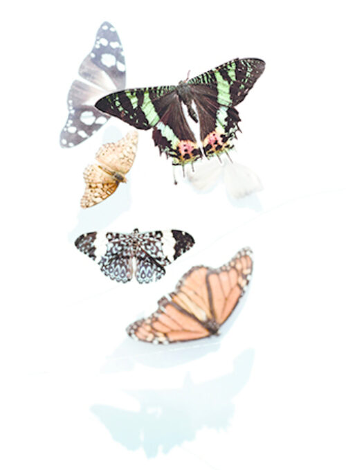 Ontpop Jezelf Sofie Varrewaere Vlinders Bloom Web