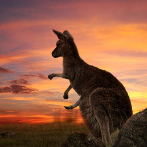 Rondreis Australië tips en tricks artikel Bloom 1